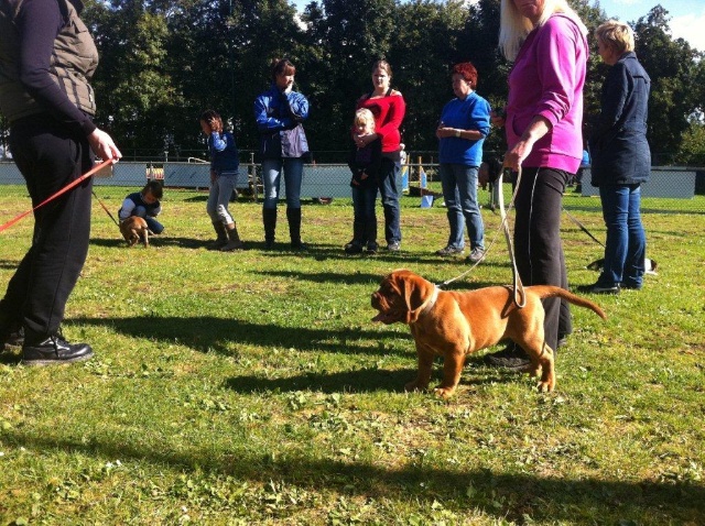 Guusje 1e puppy les 22-09-2012 067.jpg